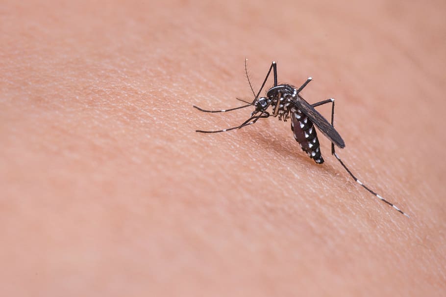 Otkazana akcija suzbijanja komaraca na teritoriji opštine Kovačica